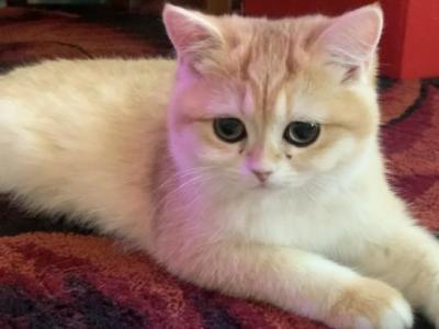 Rita - British Shorthair - Gallery Photo #1