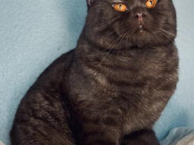 Bastain - British Shorthair - Gallery Photo #1