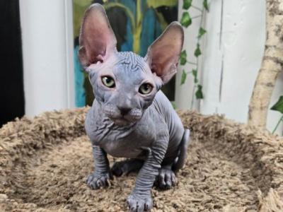 Shadow - Sphynx - Gallery Photo #1