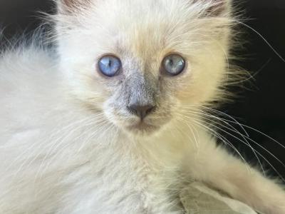 Himalayan Siamese Kittens - Himalayan - Gallery Photo #1