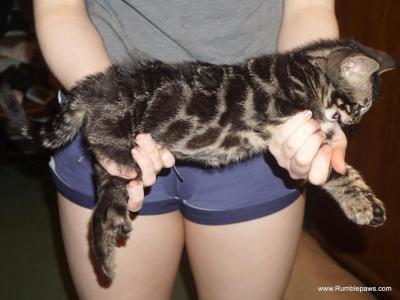 Adorable Charcoal Bengal Boy - Bengal - Gallery Photo #1