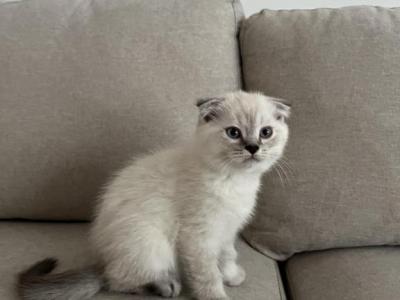 Oreo - Scottish Fold - Gallery Photo #1