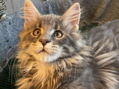 Blue Tabby Boy - Maine Coon - Gallery Photo #1