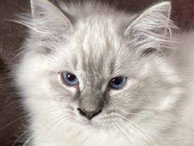 Jack - Ragdoll - Gallery Photo #1