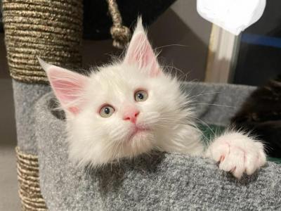 White Boy - Maine Coon - Gallery Photo #1