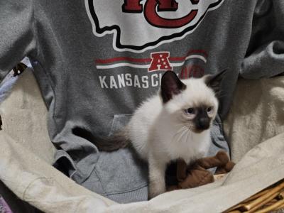 Kelce - Siamese - Gallery Photo #1