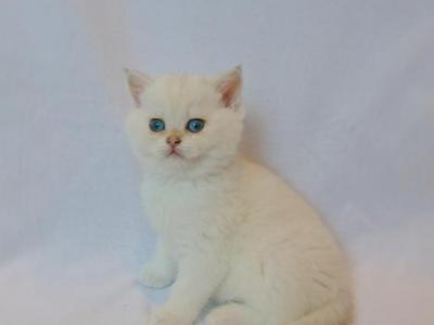 Male British Shorthair Kitten Cream Grey Point - British Shorthair - Gallery Photo #1