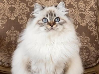 Tiger - Ragdoll - Gallery Photo #1