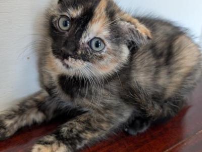 Scottish Fold Mix Girl - Scottish Fold - Gallery Photo #1