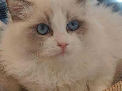 Banana - Ragdoll - Gallery Photo #1