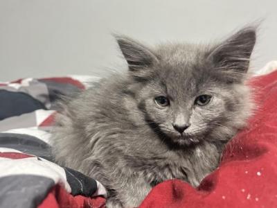 Siberian Kitten Litter 2 - Siberian - Gallery Photo #1