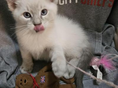 Patrick - Ragdoll - Gallery Photo #1