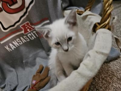 Mahomes - Siamese - Gallery Photo #1