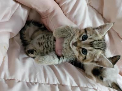 Bengal Kittens In Time For Christmas - Bengal - Gallery Photo #1