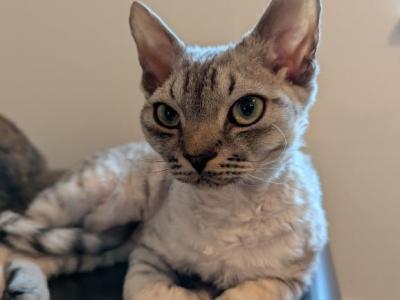 Aspen - Devon Rex - Gallery Photo #1