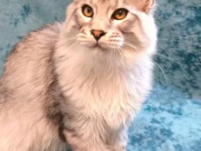 Azimut - Maine Coon - Gallery Photo #1