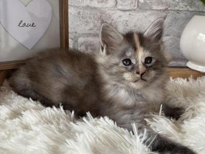 Girls - Maine Coon - Gallery Photo #1