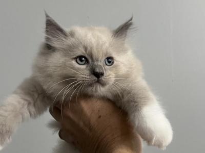 Jake Ragdoll - Ragdoll - Gallery Photo #1