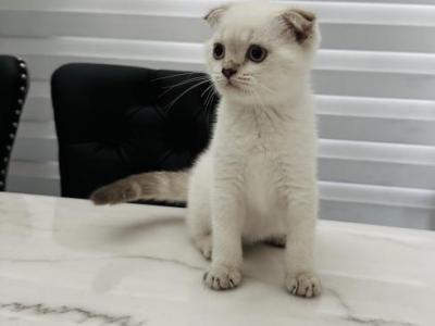 Max Scottish Fold Seal Point - Scottish Fold - Gallery Photo #1