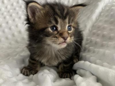 Litter P - Maine Coon - Gallery Photo #1