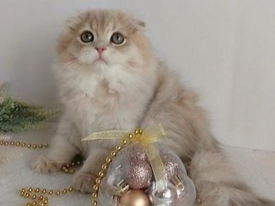 Ofelia - Scottish Fold - Gallery Photo #1