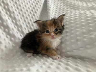 Litter N - Maine Coon - Gallery Photo #1