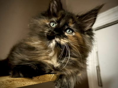 Hazel - Maine Coon - Gallery Photo #1