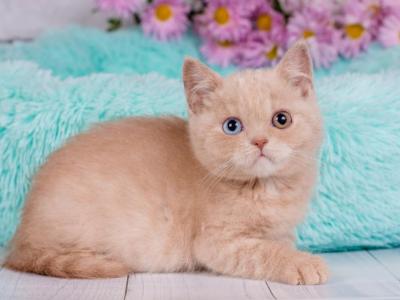 Zefir - British Shorthair - Gallery Photo #1