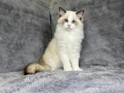 Andromeda - Ragdoll - Gallery Photo #1