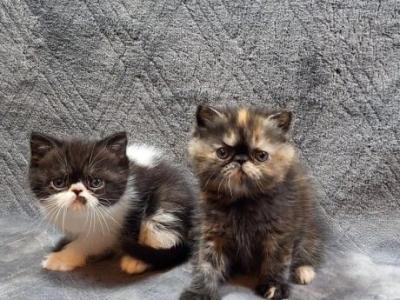 Exotic Shorthair - Exotic - Gallery Photo #1