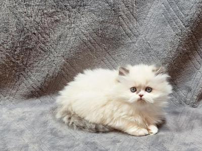 Persian And Himalayan Kittens - Persian - Gallery Photo #1