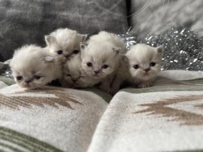 Litter H - Himalayan - Gallery Photo #1