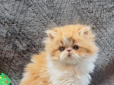 Persian Kittens - Persian - Gallery Photo #1