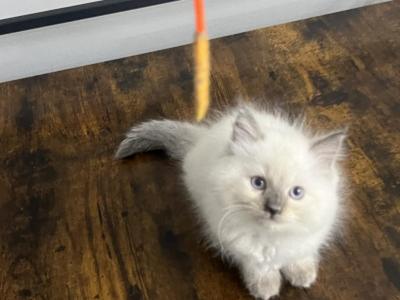 Gigi Ragdoll Kitten - Ragdoll - Gallery Photo #1