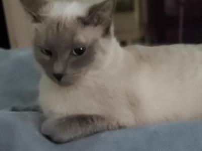 Sapphire's Holiday Blue Points Siamese - Siamese - Gallery Photo #1