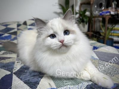 Arabella - Ragdoll - Gallery Photo #1