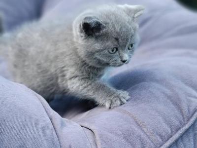 Blue Grey Kittens Straight - Scottish Straight - Gallery Photo #1