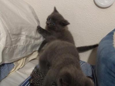 HYPOALLERGENIC KITTEN 8 WEEKS OLD - Russian Blue - Gallery Photo #1