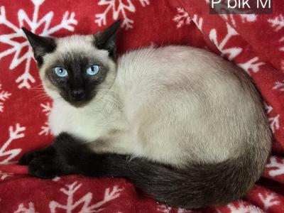 Prada's SealPoint Kittens - Siamese - Gallery Photo #1