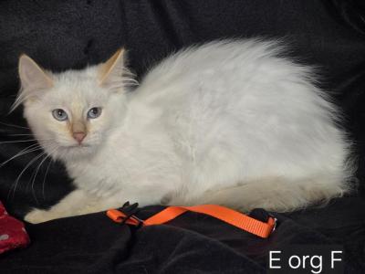 Balinese Flame Point Litter - Balinese - Gallery Photo #1