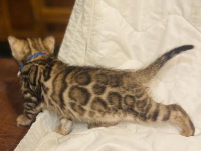 Maple - Bengal - Gallery Photo #1