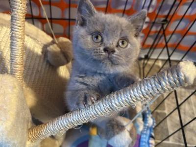 Nicki - British Shorthair - Gallery Photo #1