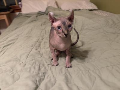 Light Tabby Male Two - Sphynx - Gallery Photo #1