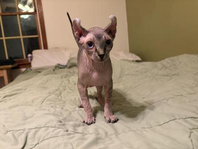 Light Tabby Female - Sphynx - Gallery Photo #1