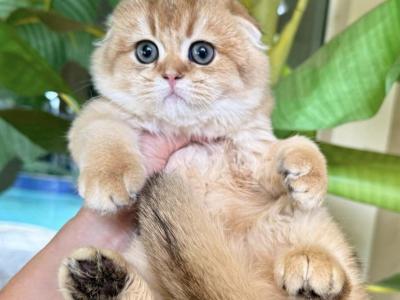 Scottish Fold  Golden  Male - Scottish Fold - Gallery Photo #1