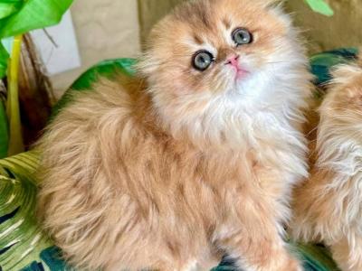 Scottish Fold Golden Longhair Female - Scottish Fold - Gallery Photo #1