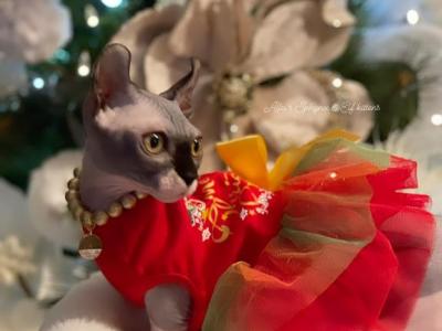 Summer - Sphynx - Gallery Photo #1