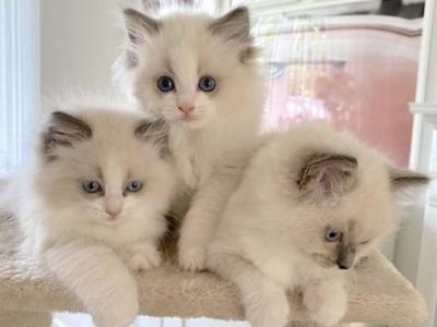 Ragdolls - Ragdoll - Gallery Photo #1