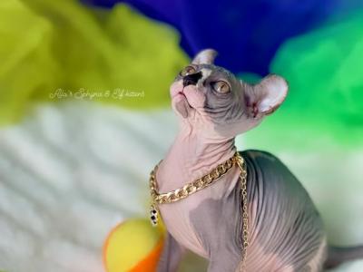 Oona - Sphynx - Gallery Photo #1