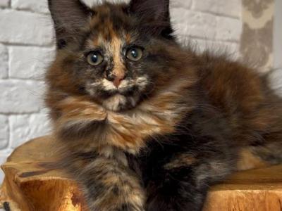 Era - Maine Coon - Gallery Photo #1